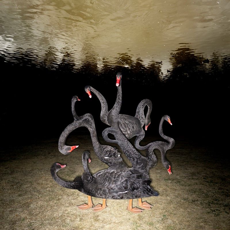 Robin Lopvet 