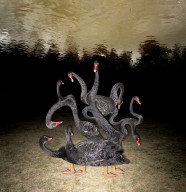 Robin Lopvet 