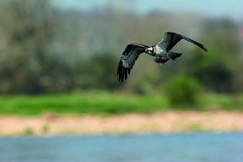 Le balbuzard pêcheur