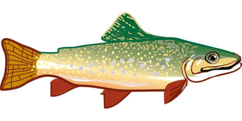 Pêche : Concours Carnassier pour le Téléthon