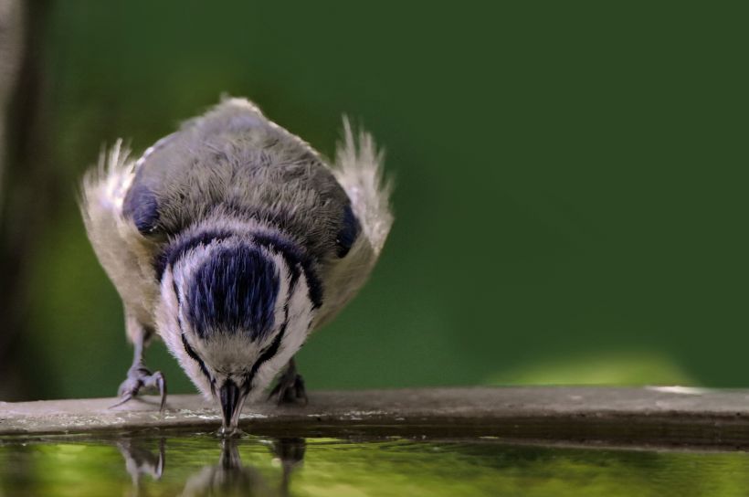 atelier : abreuvoir à oiseaux