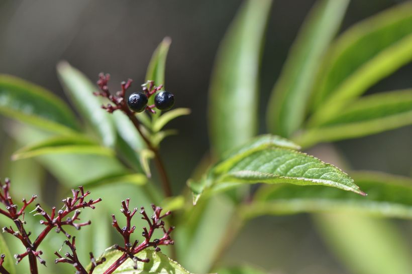atelier : Planter une haie diversifié