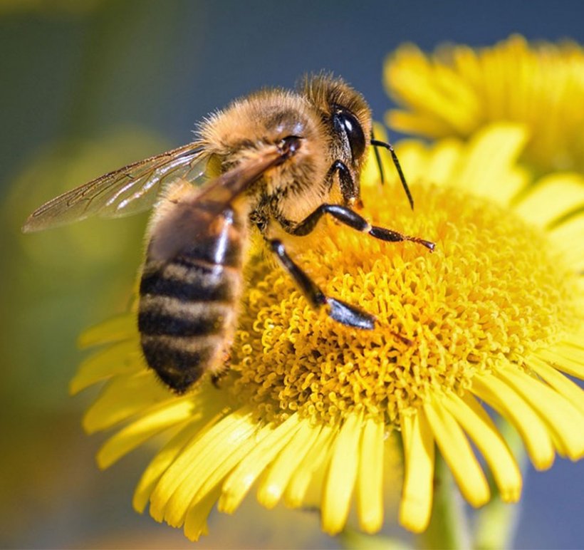 Conférence : Les abeilles