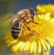 Conférence : Les abeilles