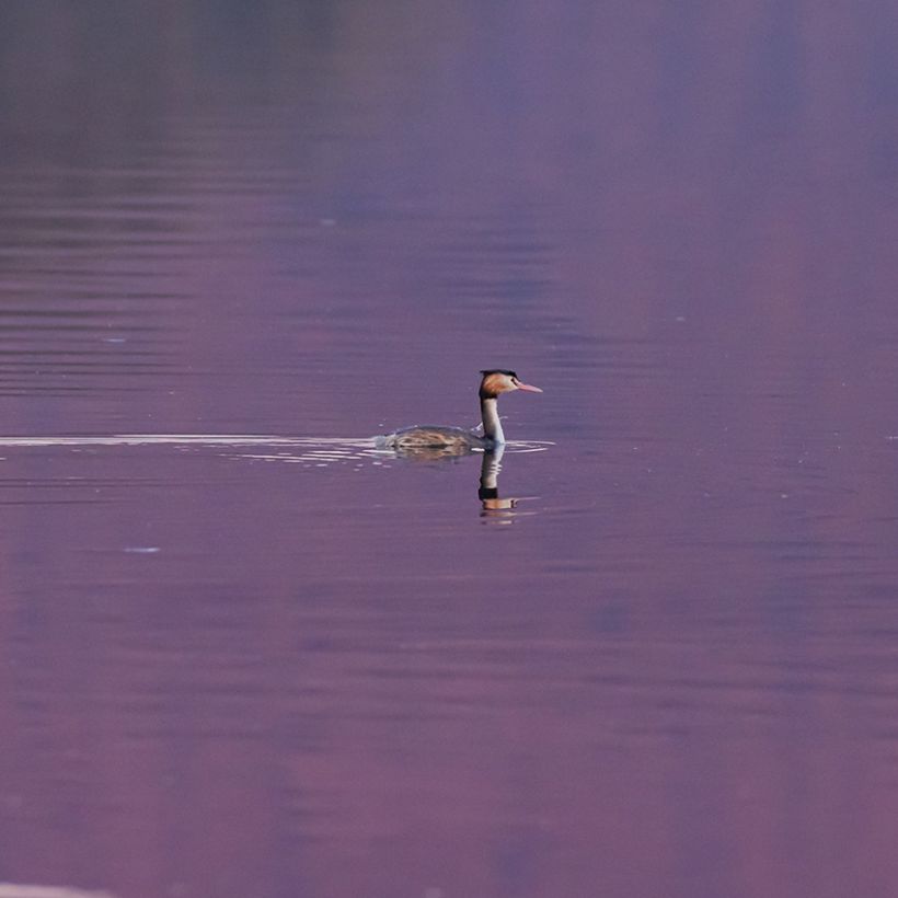 Sortie nature, les oiseaux d'eau hivernants
