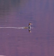 Sortie nature, les oiseaux d'eau hivernants