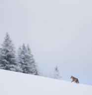 Projection photos nature avec Julien Arbez