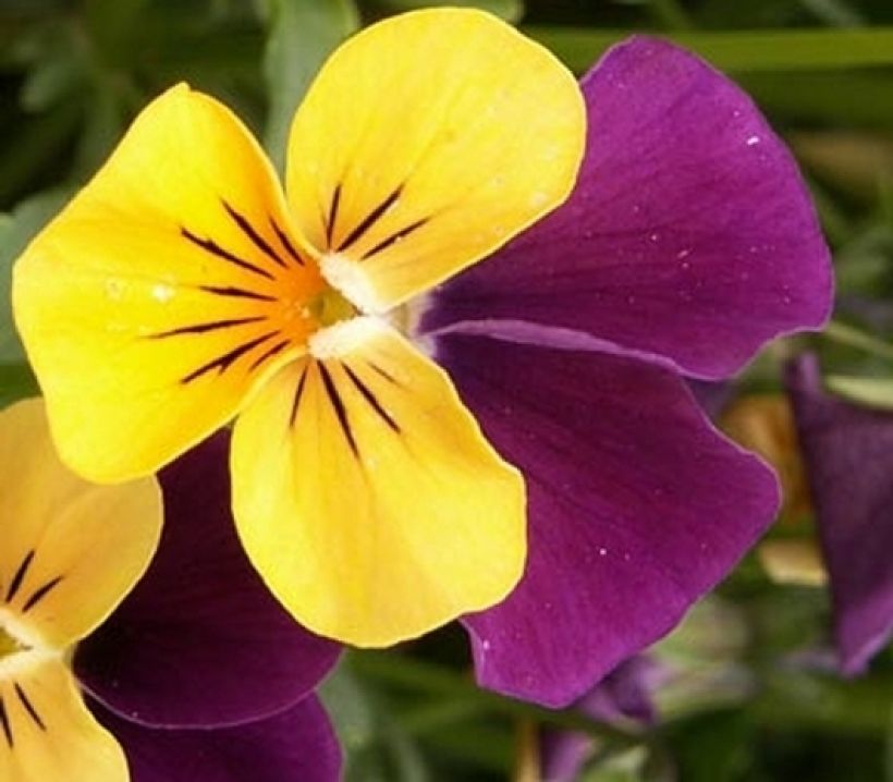 Vente de fleurs