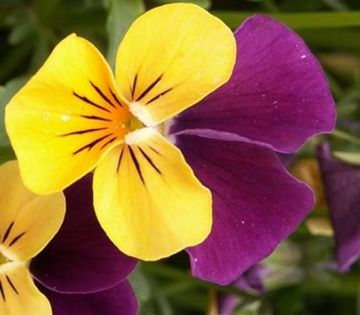 Vente de fleurs