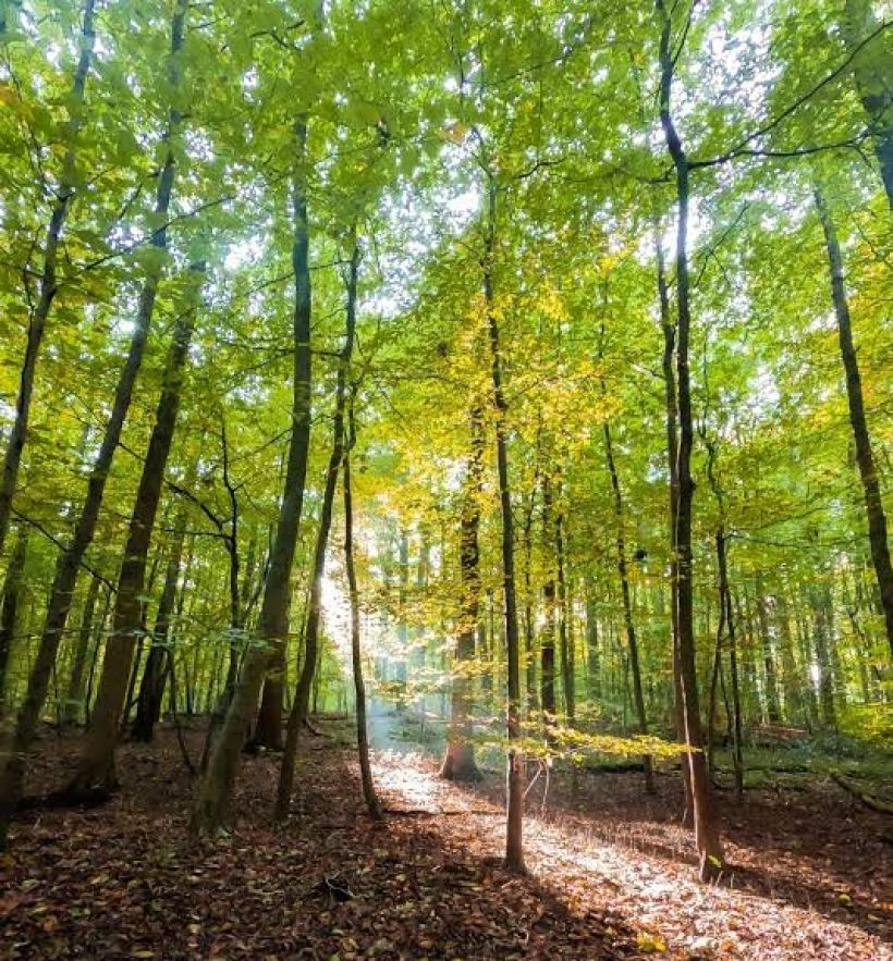 Journée citoyenne de nettoyage de la forêt