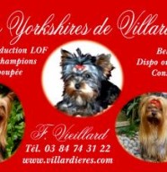 Les Yorkshires de Villardi�res