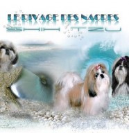 Le Rivage des Nacres / Shih Tzu