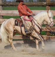 Ferme �questre �levage Juan - G�tes du  Domaine des Montis