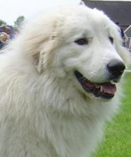 Club Canin du Val de Bienne