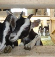 Ferme d'Uzelle