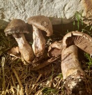 Soci�t� Mycologique Jurassienne